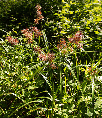 SIMMONDS_LC_Cyperus-lucidus-0227_web