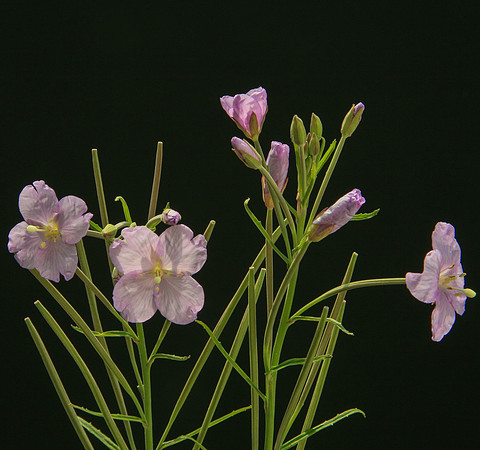 SIMMONDS_LC_Epilobium_pallidiflorum_(Showy-Willow-herb)-6476_web
