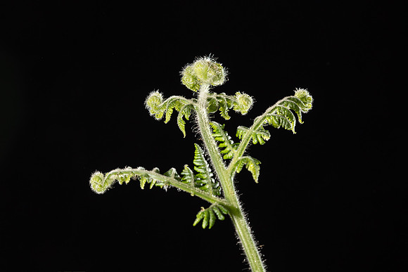 Simmonds_LC_Hypolepis_glandulifera-6992