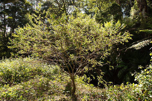 SIMMONDS_LC_Plant_Guide-0210