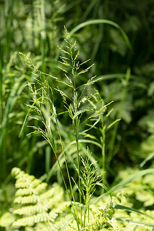 SIMMONDS_LC_Poa-trivialis-0163_web