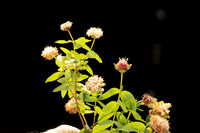 Plants Session 1_11-18-20