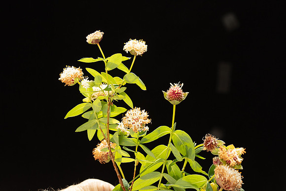 SIMMONDS_TH-Pimelea_Ligustrina-9985