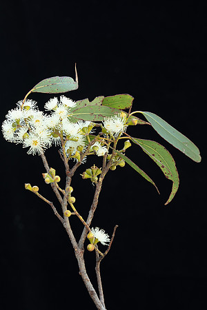 Simmonds_Eucalyptus_ovata(Swamp-gum)-2677