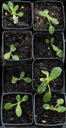 Simmonds_Actites_megalocarpa(sown_10-3-21-potted14-4-21)-3110-2