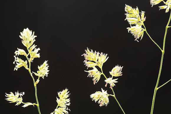 Simmonds_LC_Dactylis_glomerata_Coxfoot-0895_web