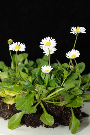 Simmonds_LC_Bellis_perennis-3203