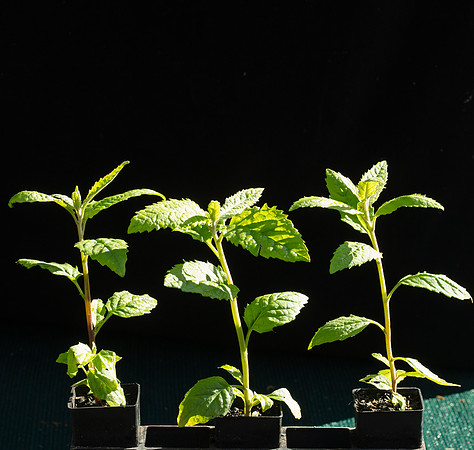 Simmonds_LC_OLearia_lirata-3118