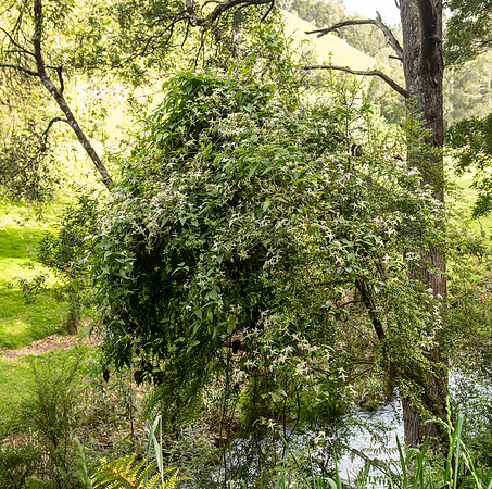 SIMMONDS_LC_Clematis_oaristata-0244_web