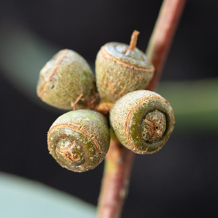 Simmonds_LC_Eucalyptus_aromaphloia ?-3225