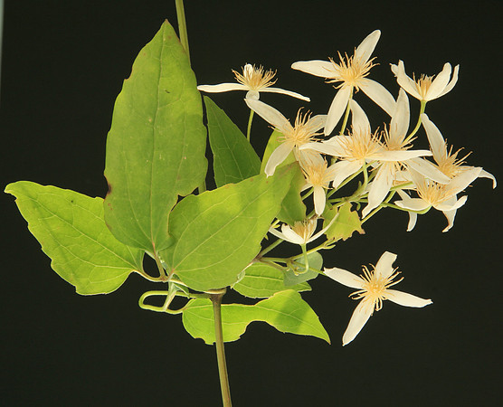 SIMMONDS_LC_Clematis_aristata_(Mountain_Clematis)-6490_web