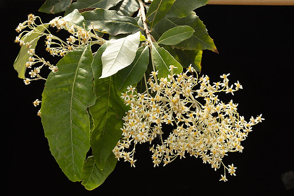 SIMMONDS_AST_Olearia_argophylla-0007