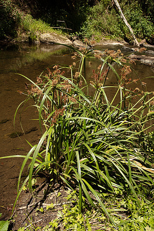 SIMMONDS_CYP_Cyperus_lucidus-0150