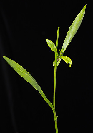 Simmonds_LC_Cardamine-2485