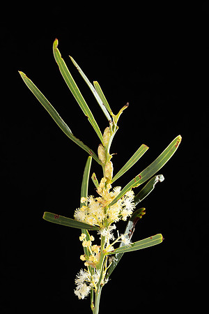 SIMMONDS_LC_Acacia_suaveolens(Sweet-wattle)-8583