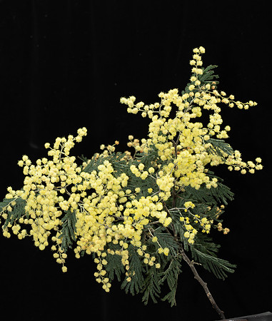 Simmonds_LC_Acacia_dealbata-3849