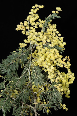 Simmonds_LC_Acacia_dealbata-3851