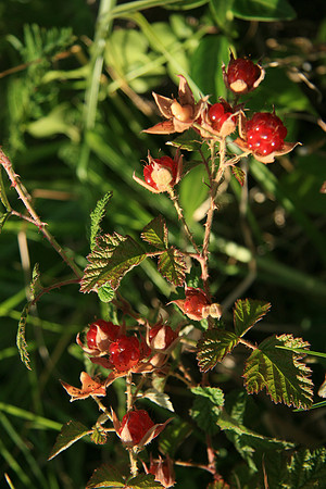 SIMMONDS_LC_Rubus-parvifolius_(Small-leaf_Bramble)-6991