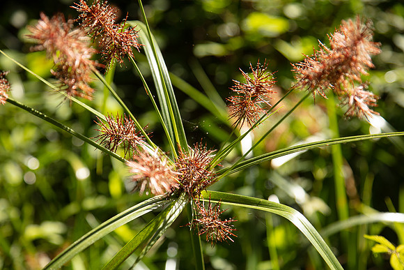 SIMMONDS_LC_Plant_Guide-0229_web