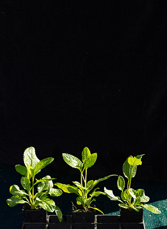 Simmonds_LC_Goodenia_ovata(from-seed)-3125