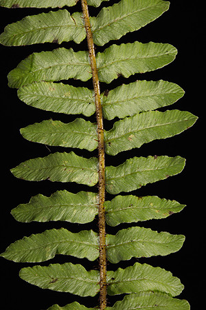 Simmonds_Blechnum_fluviatile-2-18