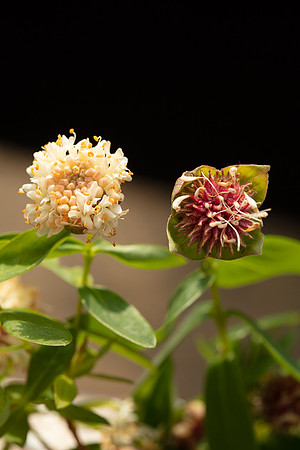 SIMMONDS_TH-Pimelea_Ligustrina-9987