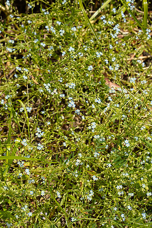SIMMONDS_LC_Plant_Guide-0128