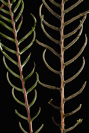 SIMMONDS_LC_Blechnum_chambersii_(Lancefern)-8613-2