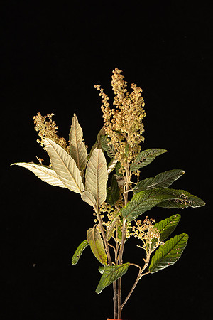 SIMMONDS_LC_Plant_Guide-0019