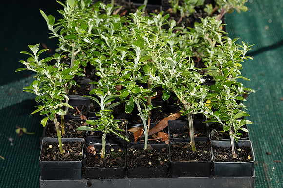 Simmonds_LC_Rhagodia_candolea-3150-2