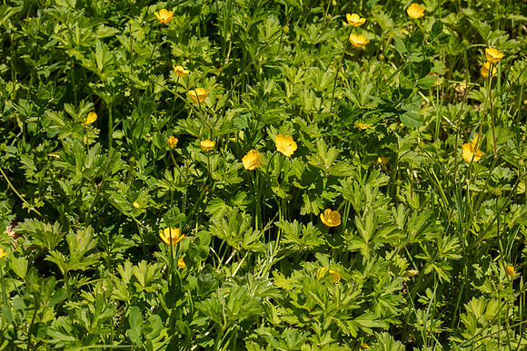SIMMONDS_LC_Plant_Guide-0091
