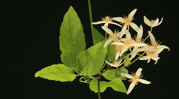 SIMMONDS_LC_Clematis_aristata_(Mountain_Clematis)-6482_web