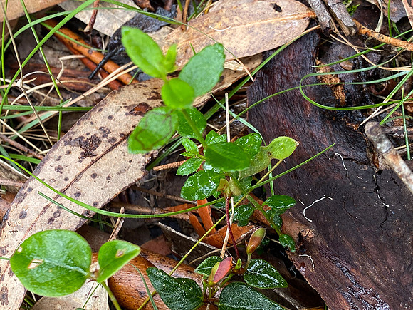 Simmonds_LC_Gonocarpus-8327_web