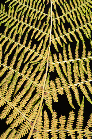 Simmonds_LC_Hypolepis_glandulifera-6988