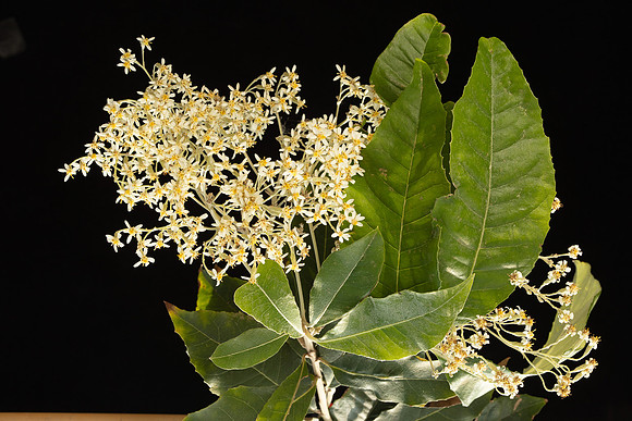 SIMMONDS_AST_Olearia_argophylla-0001_web