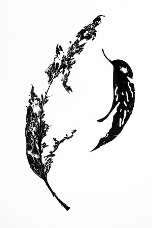 Simmonds_NA_dead_Leaf-2636-web