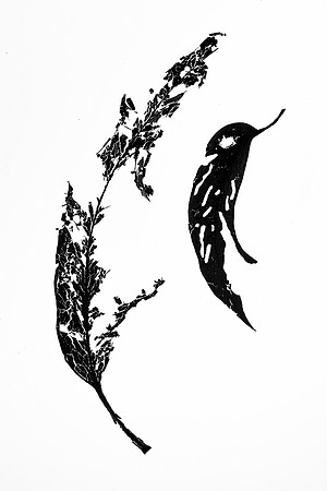 Simmonds_NA_dead_Leaf2_MLF_-2636-web