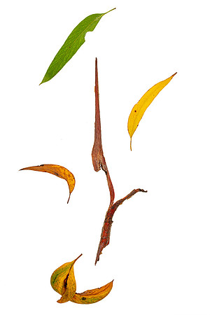 Simmonds_NA_#3_Leaf_MLF_2835-web