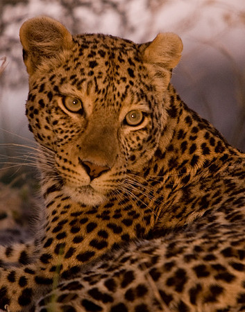 Africa