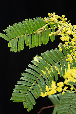 Simmonds_LC_Acacia_nanodealbata-3780