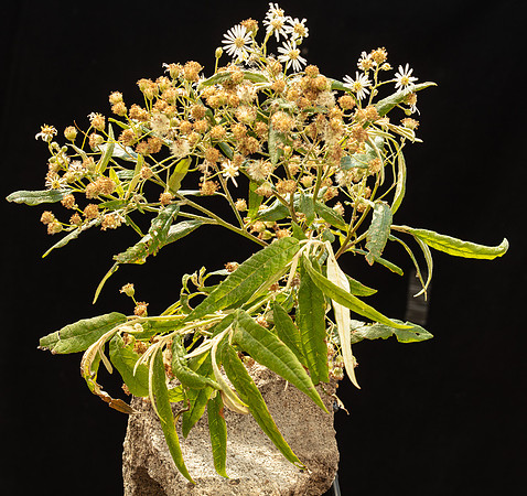 SIMMONDS_AST_Olearia_Lirata-0044_web