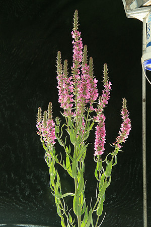 SIMMONDS_LC_Lythrum_salicaria_(Purple_Loosestrife)-7160
