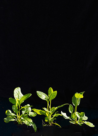 Simmonds_Goodenia_ovata(from-seed)-3125