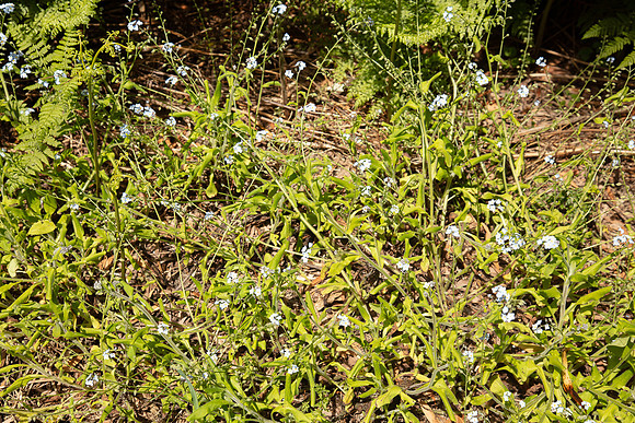SIMMONDS_LC_Myosotis-sylvatica-0179_web
