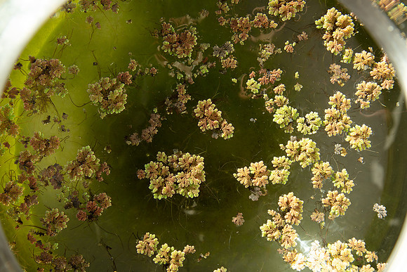 SIMMONDS_LC_Flora_Azolla_Aquatic-fern-5061