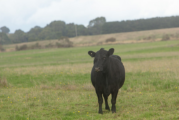 Simmonds_Dillon_Farm_3-4277_web