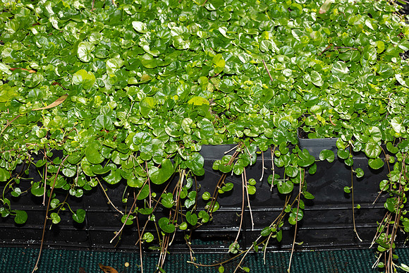 Simmonds_LC_Dichondra_repens-3138
