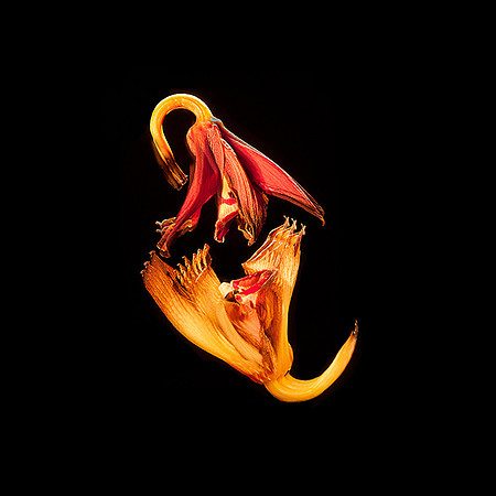 The Last Pas de Deux Series