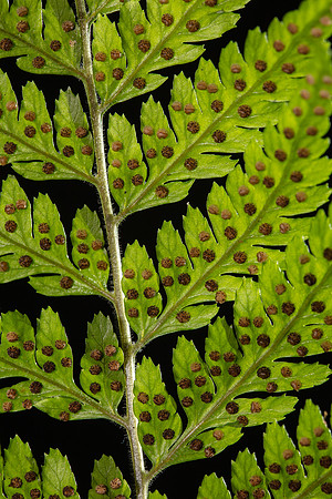 SIMMONDS_LC_Lastreopsis_acuminata(Shiny-shieldfern)-8588