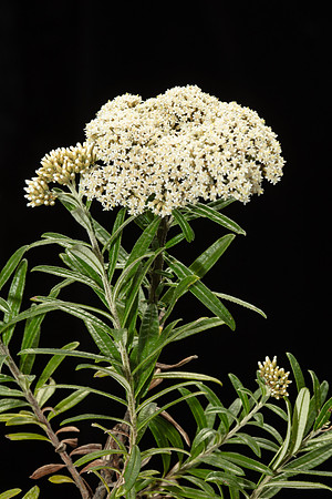 Simmonds_LC_Ozothamnus_ferrugineus_Tree-Everlasting-1941